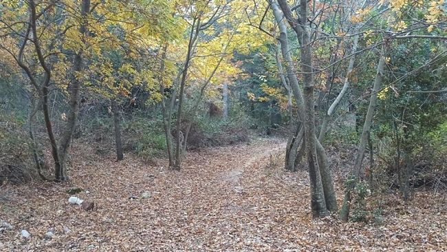 ​Approvata la legge per i forestali precari siciliani