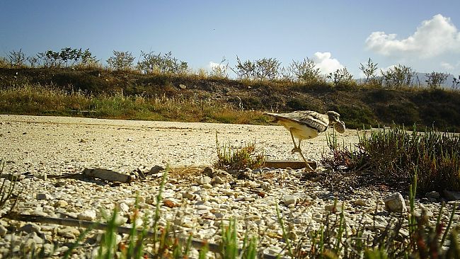 le-saline-di-trapani-e-paceco-su-rai-3-nello-speciale-wwf-oasi-per-il-pianeta