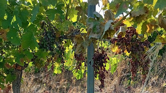 Crisi viticoltura, il Comune di Salemi chiede lo stato di calamità