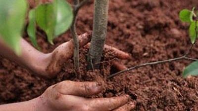 Mazara, Il 3° Circolo Didattico “Bonsignore” e l’Associazione WWF partecipano alla Giornata nazionale degli Alberi