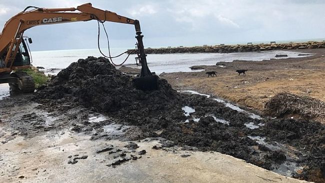 Al via stamane i lavori di rimozione delle alghe dal porticciolo di Marinella di Selinunte