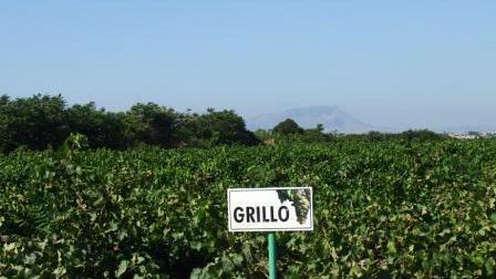 Ecco i dati sulla vendemmia 2014, Zonin: “Previsioni confermate”. Ma il calo è del 15%