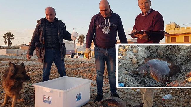 VIDEO – Mazara, tartaruga impigliata ad una rete. Salvata grazie alla scoperta di un pastore tedesco.