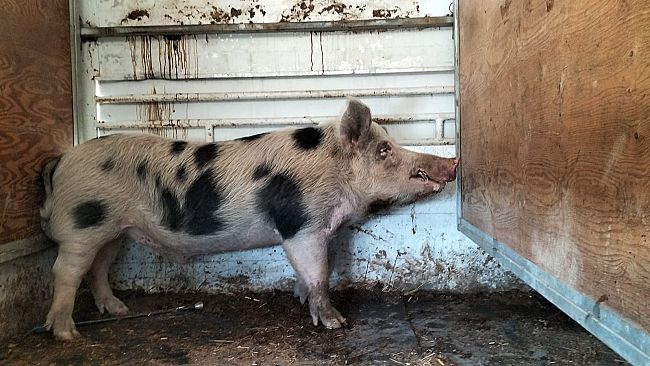 Trapani, in giro per la città un maiale visita agenzia di pompe funebri