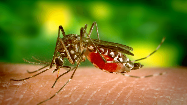 L’Asp di Trapani conferma il caso umano di febbre virale West Nile a Marsala
