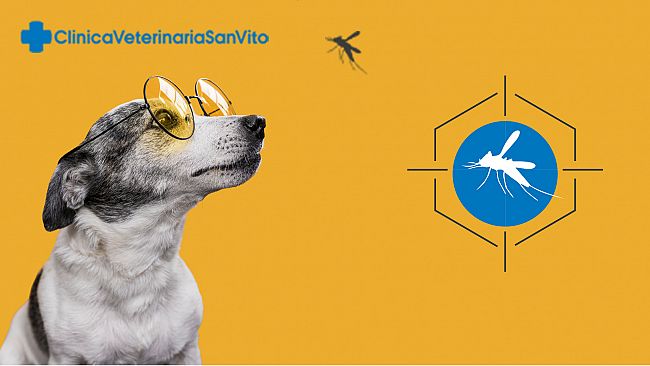 Leishmania, con il metodo ELISA una diagnosi più fedele