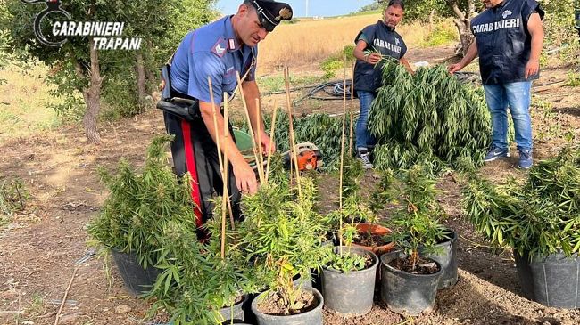 Trapani, rinvenuta piantagione di canapa indiana