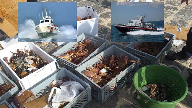 Novellame di aragoste: denunciato dai Carabinieri e dalla Capitaneria di Porto