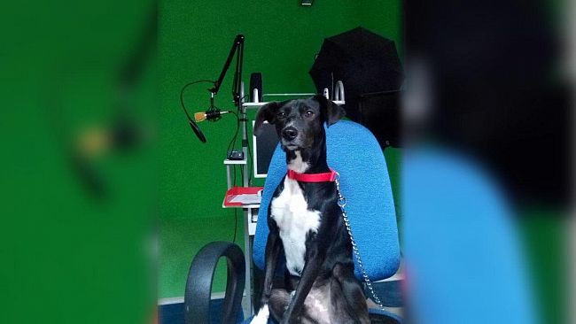 Ultime della sera: “La storia di Billy… BILLY il Bello!”