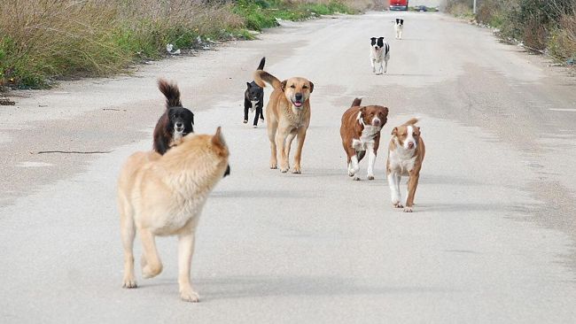 Petrosino, eseguito intervento per la cattura di alcuni cani ritenuti potenzialmente pericolosi