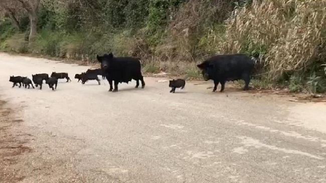 Salemi. Rientrati i 500 suini scappati da contrada Sinagia