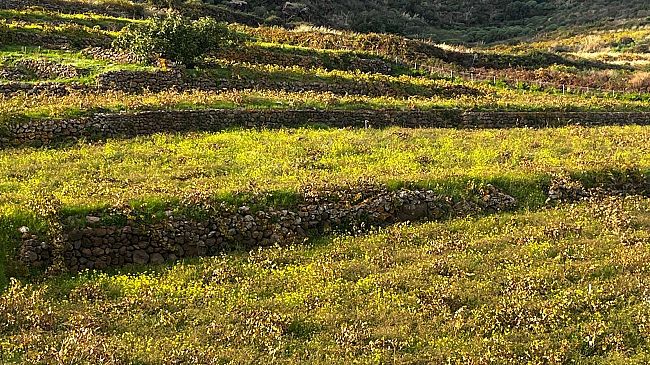 ​L’Ente Parco lancia “Pantelleria Terrazzamenti Colti”