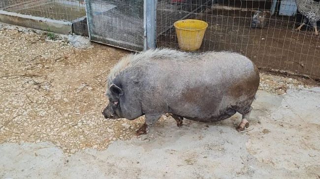 ​L’Oipa Trapani salva il maialino Bave: ora vive in una fattoria