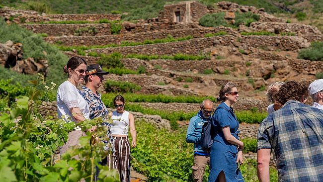 Pantelleria DOC: i Master of Wine scoprono l'isola del vento e dell'agricoltura eroica
