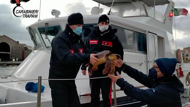Carabinieri Forestali salvano un esemplare di tartaruga “Caretta caretta”