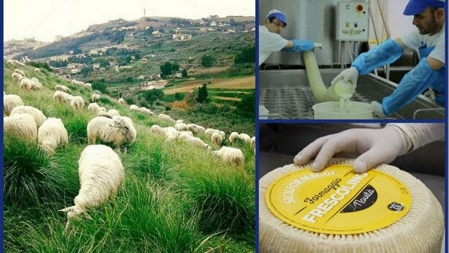 SANTA NINFA – Sicilformaggi: solo puro latte siciliano