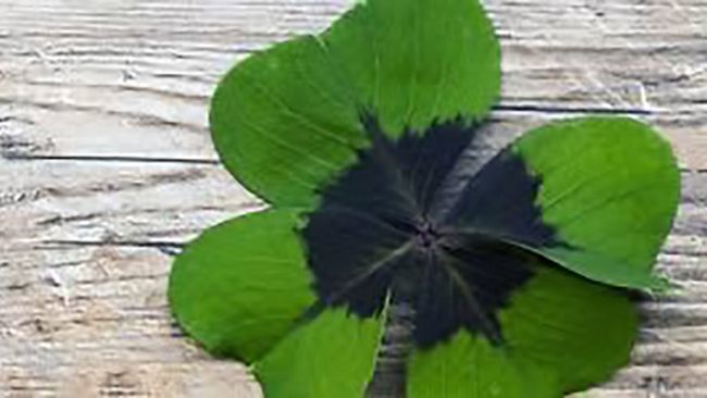 Ultime della sera: “Sapienza irlandese”