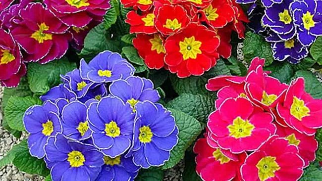 Marsala, Movimento per la Vita: Primule per la gìGiornata per la Vita