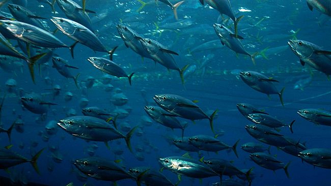 A Favignana si torna a pescare. Emanato il decreto sulla “Campagna di pesca del tonno rosso – Anno 2019”