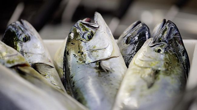 e-tempo-di-caponi-nelle-isole-egadi-con-laboratori-musica-e-degustazioni