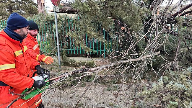 Il forte vento di Scirocco ha abbattuto un albero nel giardino della Ruggero Settimo
