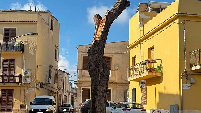 enza-viola-interroga-lamministrazione-per-lintervento-di-potatura-e-il-danneggiamento-di-un-albero