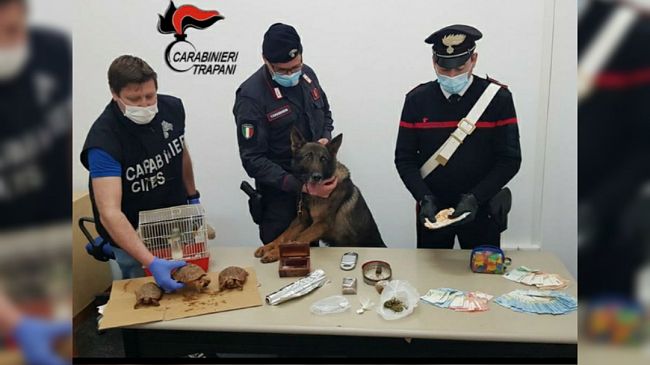 Trapani, famiglia deteneva illegalmente droga ed animali protetti