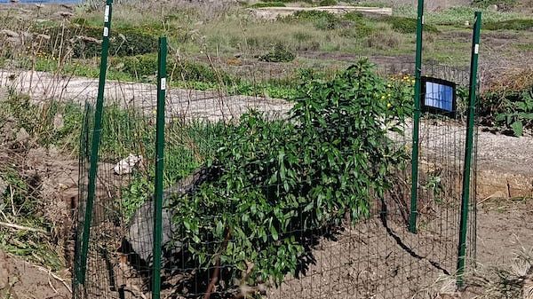 Una rarità botanica a Pantelleria, la prof.ssa Erina Montoleone scopre un esemplare spontaneo di Myoporum laetum