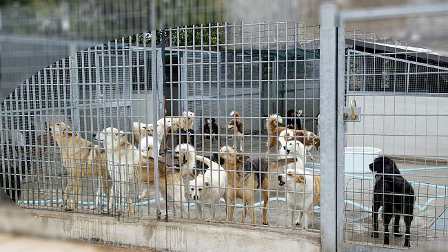 Canile municipale: un avviso del comune di Marsala per mantenere una quarantina di animali in altro centro