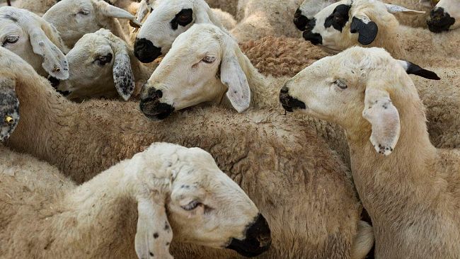 Festa islamica del Sacrificio, denuncie per lo sgozzameno dei montoni, anche a Mazara… polemiche dopo tweet di Salvini