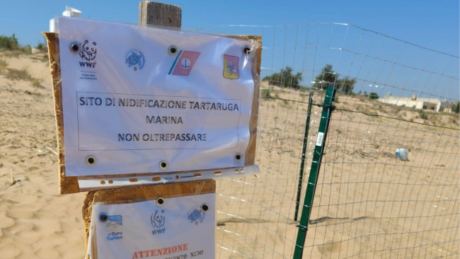 Un nuovo nido di tartarughe caretta caretta sulla spiaggia di Tre Fontane
