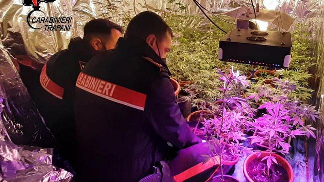 Marsala, scoperta piantagione di canapa: arrestate due persone