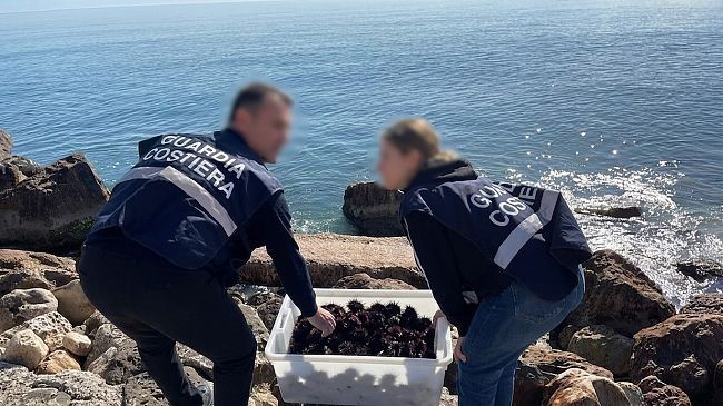 guardia-costiera-di-trapani-sequestrati-500-ricci-di-mare-a-un-diportista