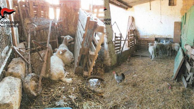 Trapani, animali abbandonati e in precarie condizioni: denunciato 73enne