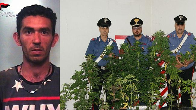 Salemi – Carabinieri: scoperta e sequestrata una piantagione di marijuana. Effettuato un arresto