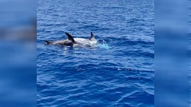 Branco di delfini incanta le coste trapanesi