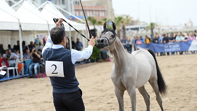 Rafinna PPJ trionfa come Best in Show alla Trapani Arabian Horse Cup 2024