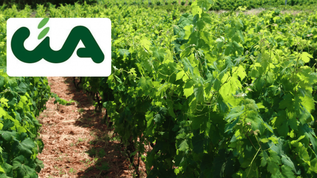 CIA Petrosino, riunione su problematiche che riguardante la vitivinicoltura