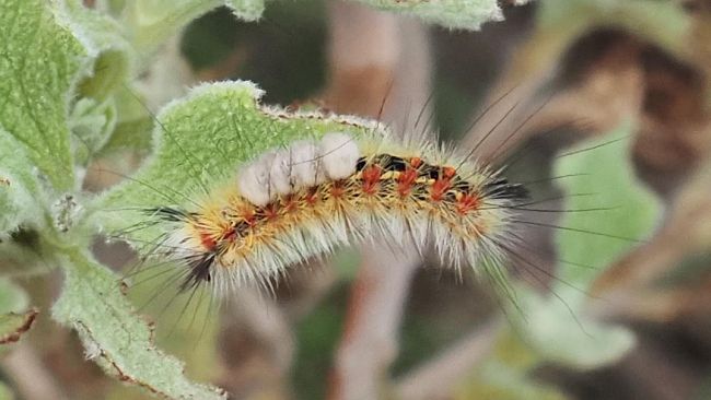 ​Segnalazione della falena Orgyia trigotephras a Pantelleria: le linee guida del Parco Nazionale