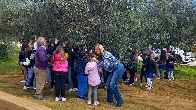 ​Montevago, alunni protagonisti della raccolta delle olive nei terreni comunali