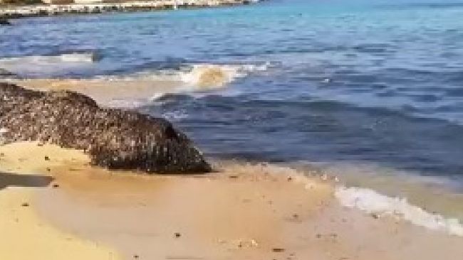 ​Erice. Disposto il temporaneo divieto di balneazione di fronte al Polo universitario