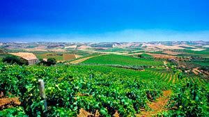 PETROSINO – L’Ass. Badalucco ricorda ai viticoltori di presentare istanza per l’estirpazione