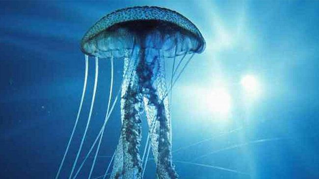 Meduse e organismi marini urticanti a Tre Fontane, il sindaco Castiglione dispone analisi delle acque