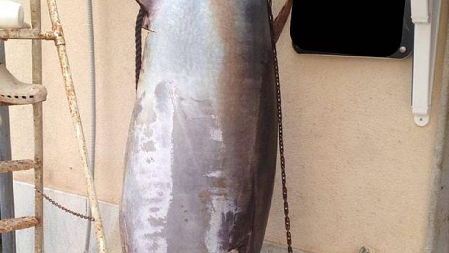 Veterinari dell’Asp sequestrano tonno rosso al mercato del pesce di Trapani
