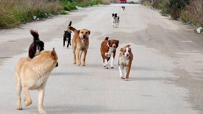Salemi, Cane randagio procura danni ad una moto. Il Comune risarcisce i danni