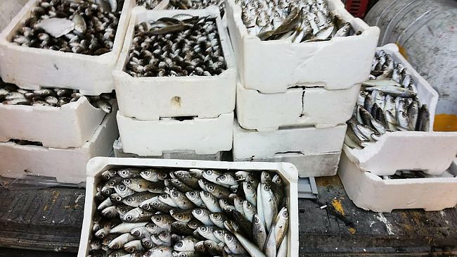 Mazara: Sequestro di prodotti ittici da parte del Locale Comando di Polizia Municipale