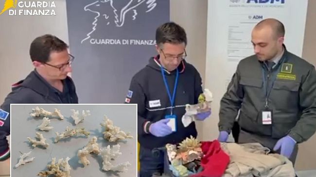 sequestrati-13-esemplari-di-corallo-in-aeroporto-pesanti-sanzioni-a-2-italiani-tornati-dallestero