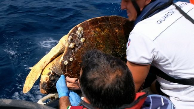 pantelleria-la-guardia-costiera-recupera-tartaruga-caretta-caretta