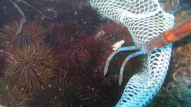 Favignana, la Capitaneria di Porto intercetta “ricciaioli” di frodo