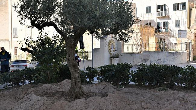 Marsala, sistemazione verde pubblico: nuovi ulivi a “Porticella” 